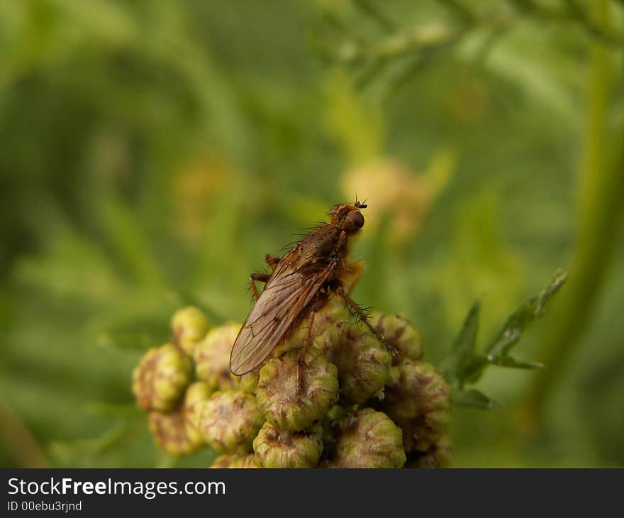 Fly on flower, location east-belgium