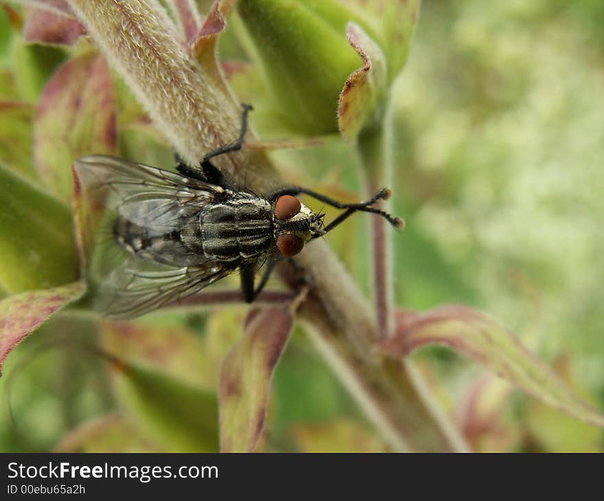 Chess board fly