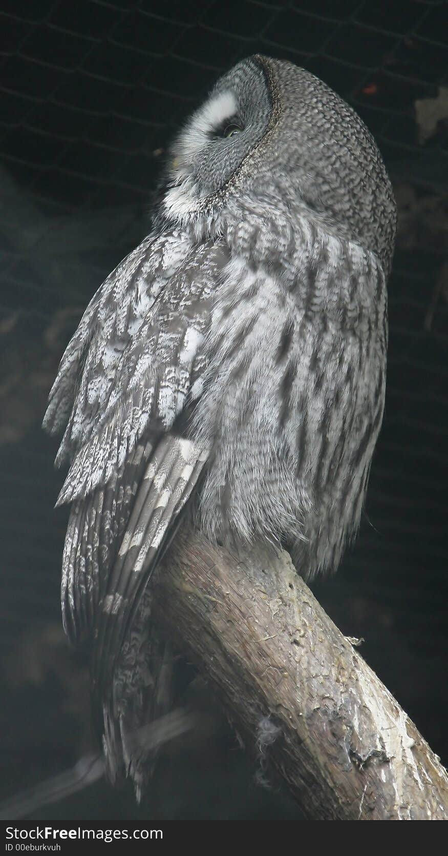 Great Grey Owl 1