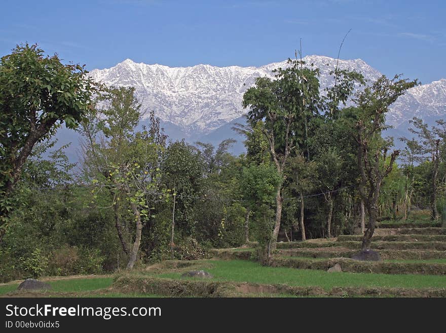 A View of stepped terrace Organic Farmland. Rural Farming & Agriculture in geological zone of Dhauladhar Region Himalayan belt and foothills of Kangra Valley, Himachal Pradesh, India. A View of stepped terrace Organic Farmland. Rural Farming & Agriculture in geological zone of Dhauladhar Region Himalayan belt and foothills of Kangra Valley, Himachal Pradesh, India