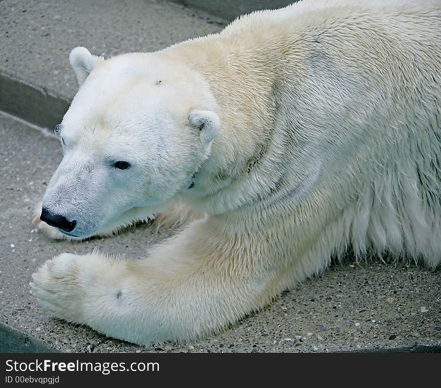 Polar Bear 1