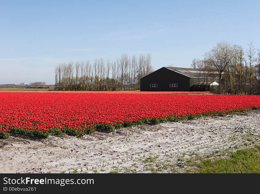 Tulip field with an old brown barn. Tulip field with an old brown barn