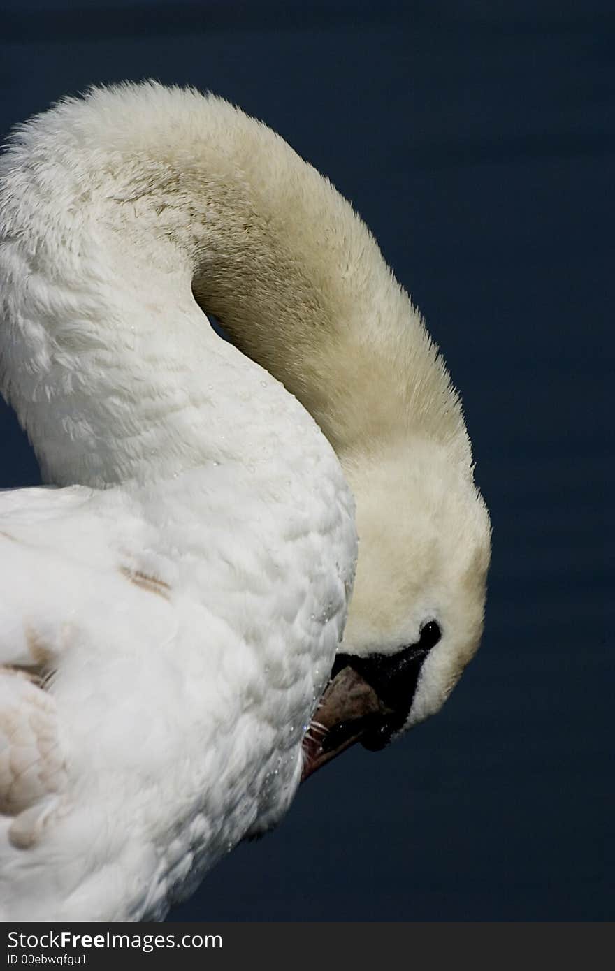 Detail Of Shy Swan