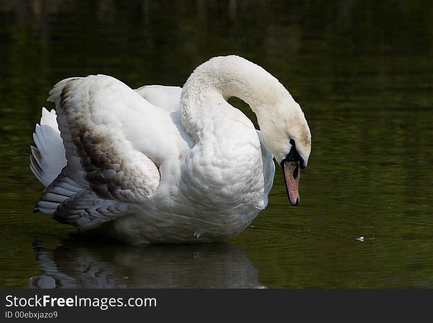 Shy swan