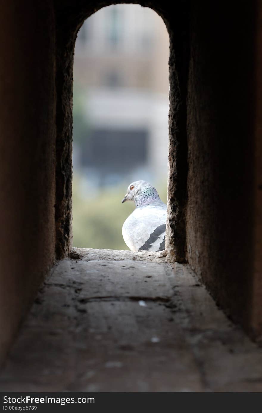 Pigeon in the tower window