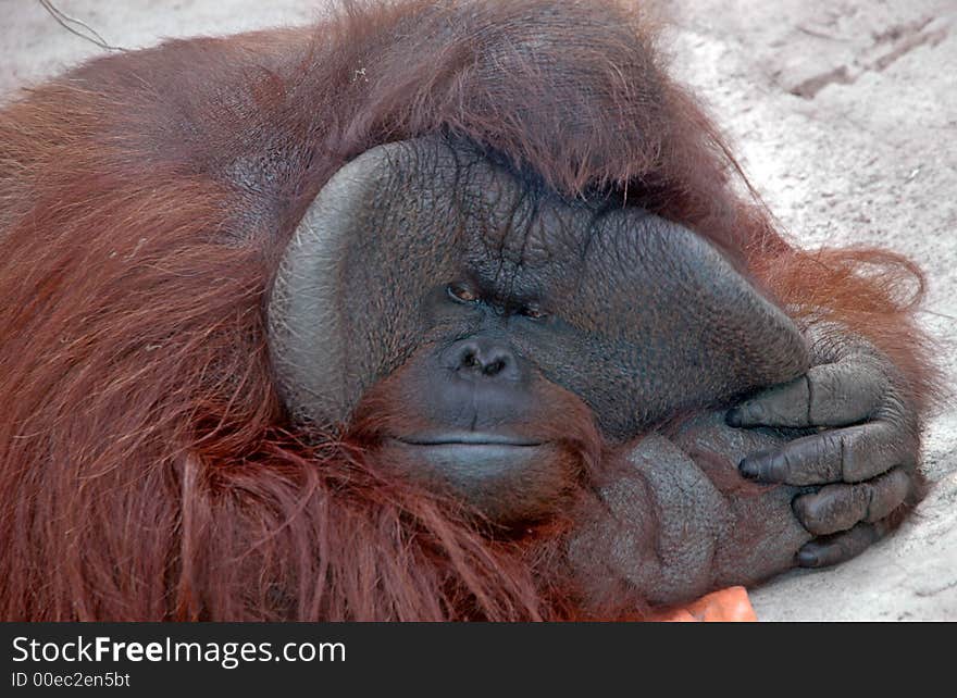 Large malaysian auburn haired orangutan pulling its face