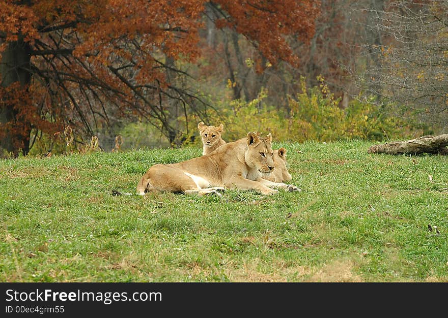 A family of African lions  lounge in the mid afternoon sun at the Kansas City Zoo. A family of African lions  lounge in the mid afternoon sun at the Kansas City Zoo.