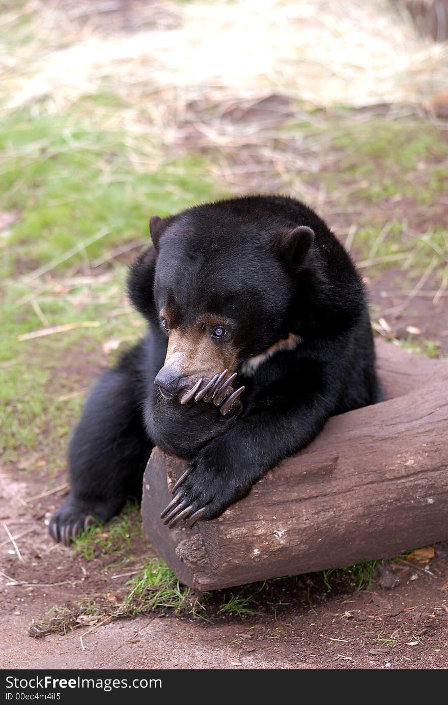 A sunbear pauses to take a rest on a log with a thoughtful expression on it's face.