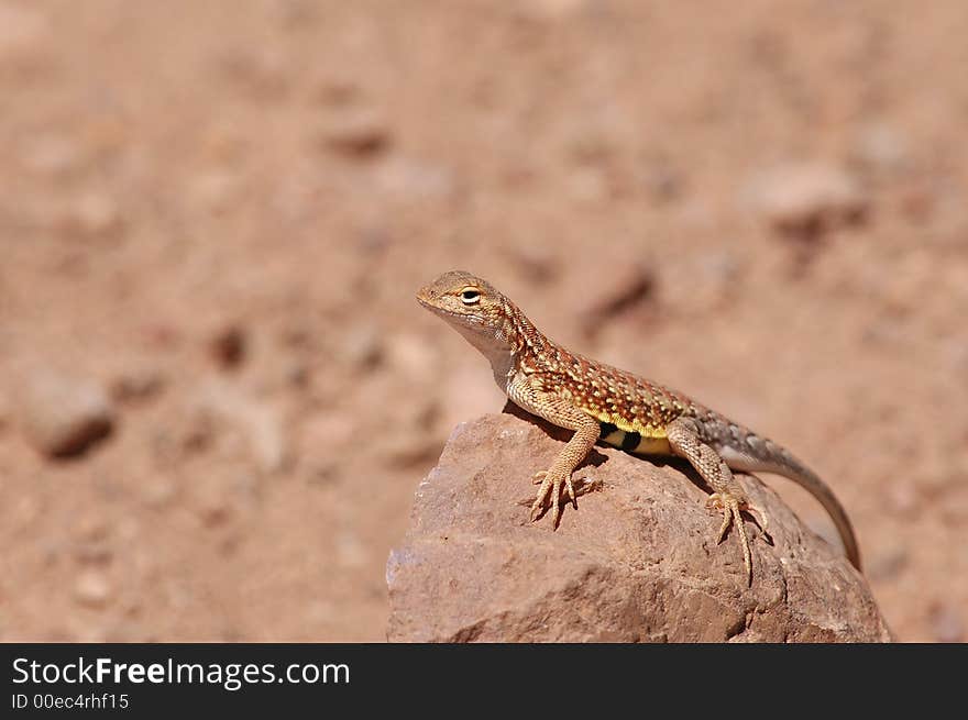 Earless Lizard