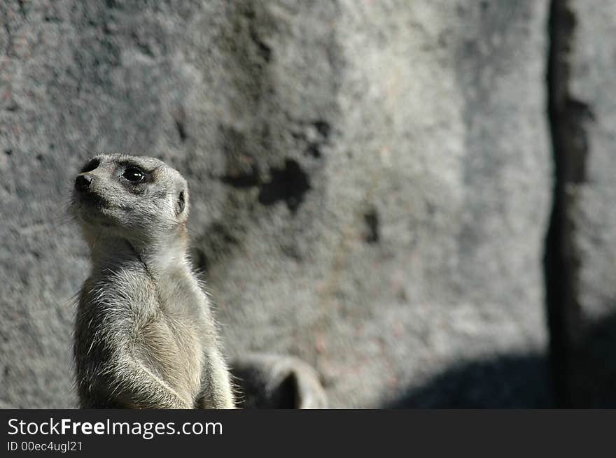 The African meerkat from the Kansas City, MO Zoo.