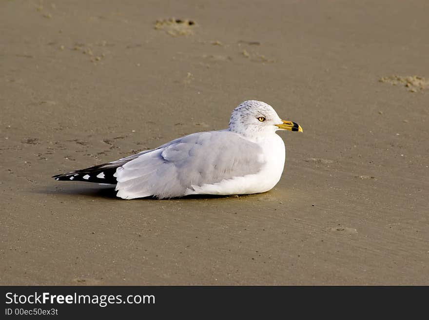 Ring-billed seagull resting on wet sandy beach. Ring-billed seagull resting on wet sandy beach