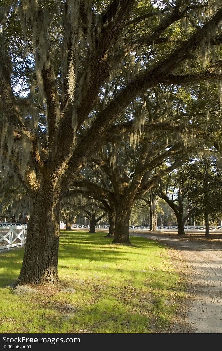 Country lane spanish moss