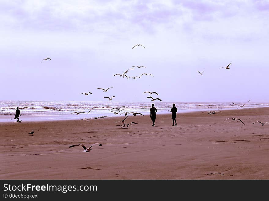 Two teen boys throw food to a flock of gulls on the seashore. Two teen boys throw food to a flock of gulls on the seashore