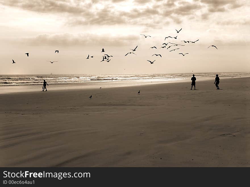 A flock of gulls over the beach follow teenage boys throwing crackers. A flock of gulls over the beach follow teenage boys throwing crackers