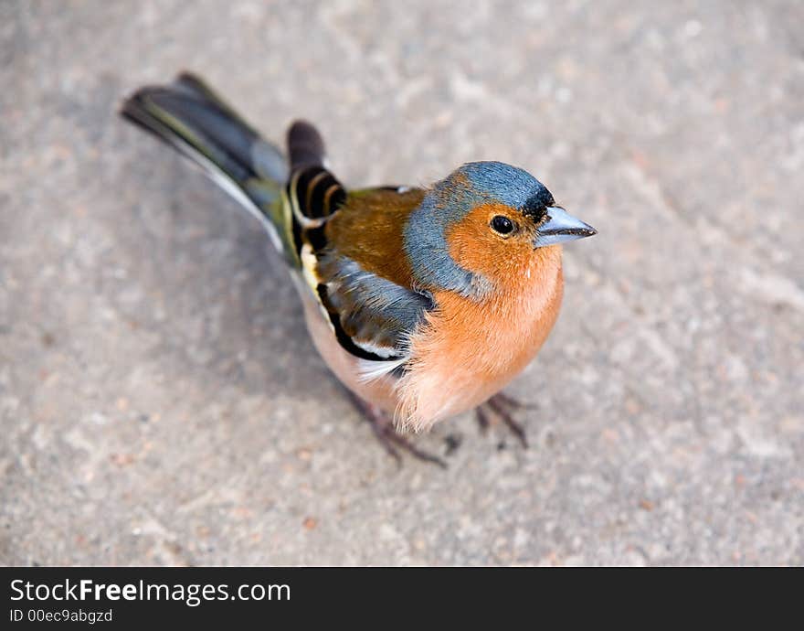 Bright chaffinch on sidewalk close up