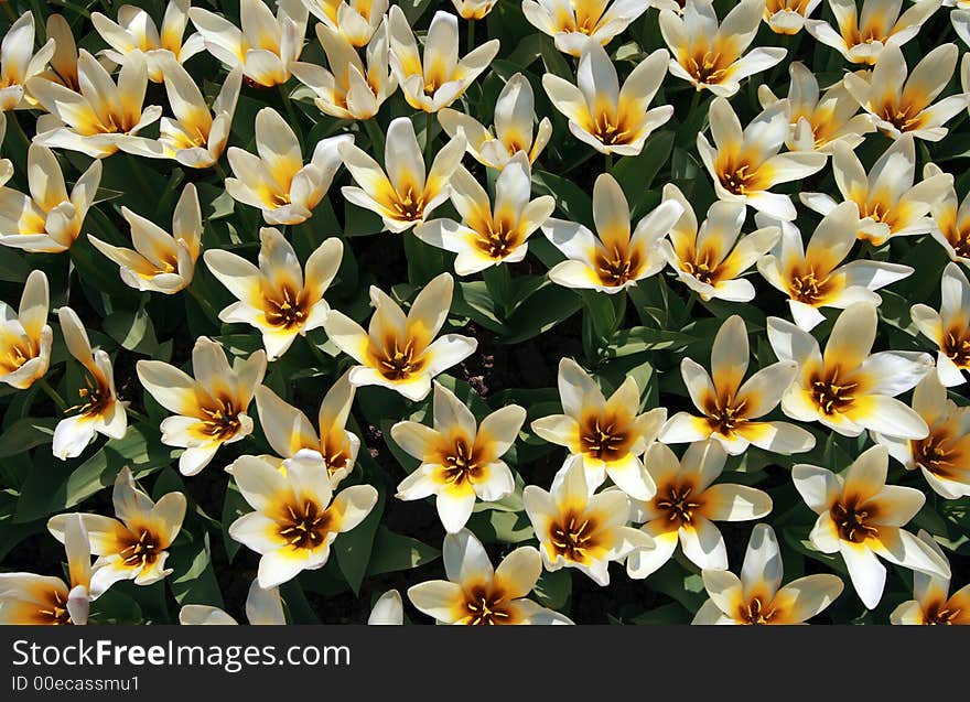 Rows of Tulips framed as Pattern. Rows of Tulips framed as Pattern