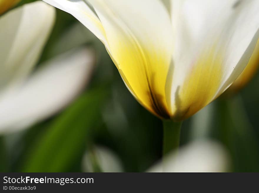 Shape of a Unique Tulip