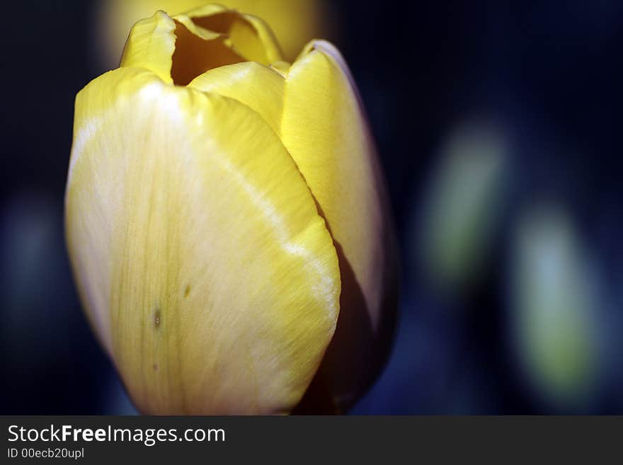 Yellow Tulip on Blue Background.