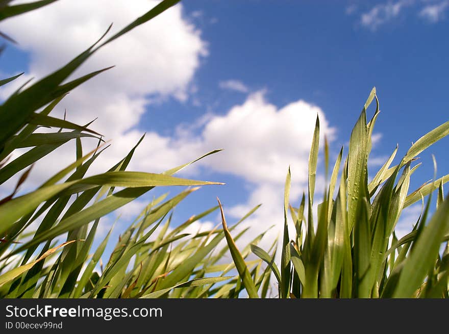 Clouds over the green grass