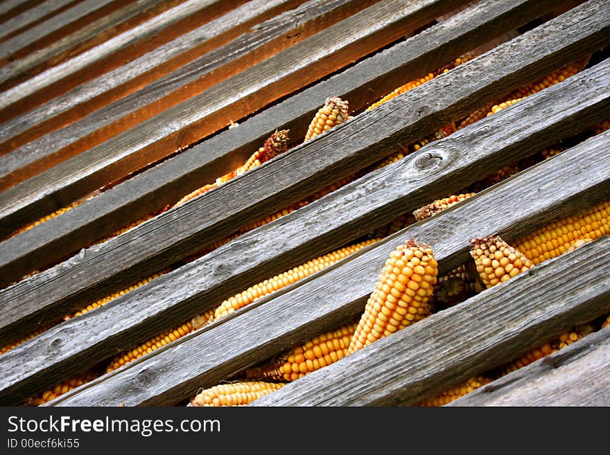 Corn in barn