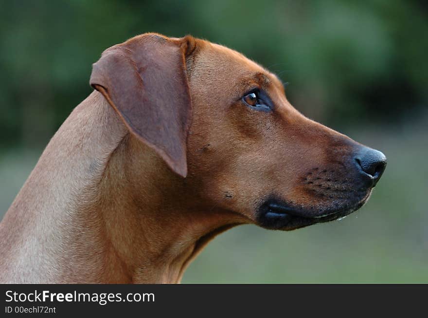 A black nosed Rhodesian ridgeback head from the side with a green background