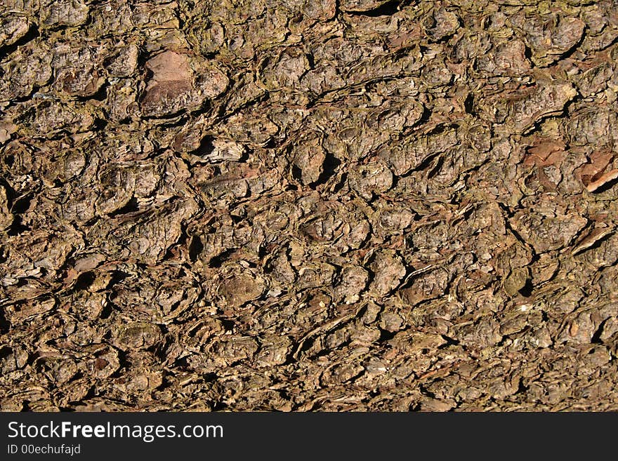 Texture of an old tree. Texture of an old tree