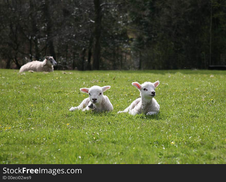 Two Lambs on Sunny Spring Day