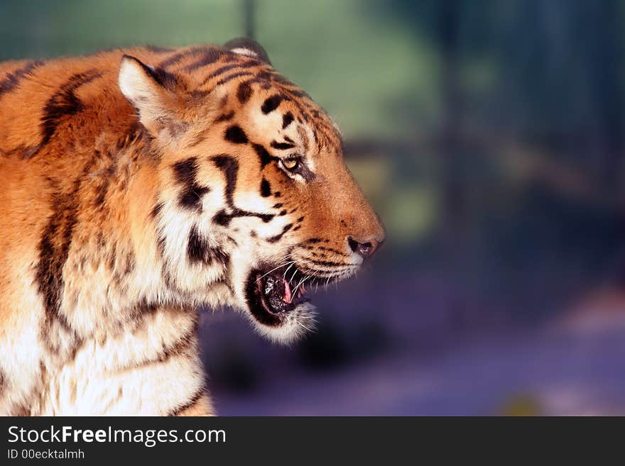 Siberian tiger close up in Zagreb zoo, Croatia