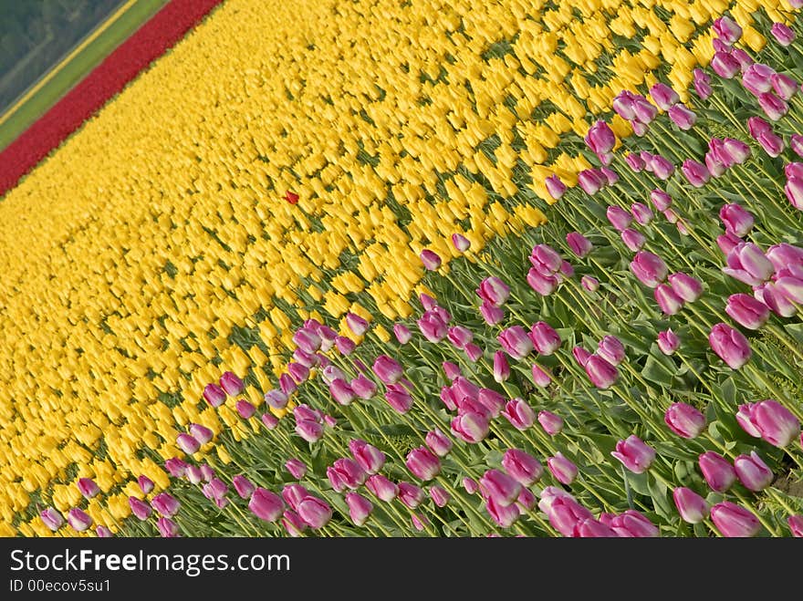 Pink, yellow and red tulips in Skagit Valley, WA. Pink, yellow and red tulips in Skagit Valley, WA