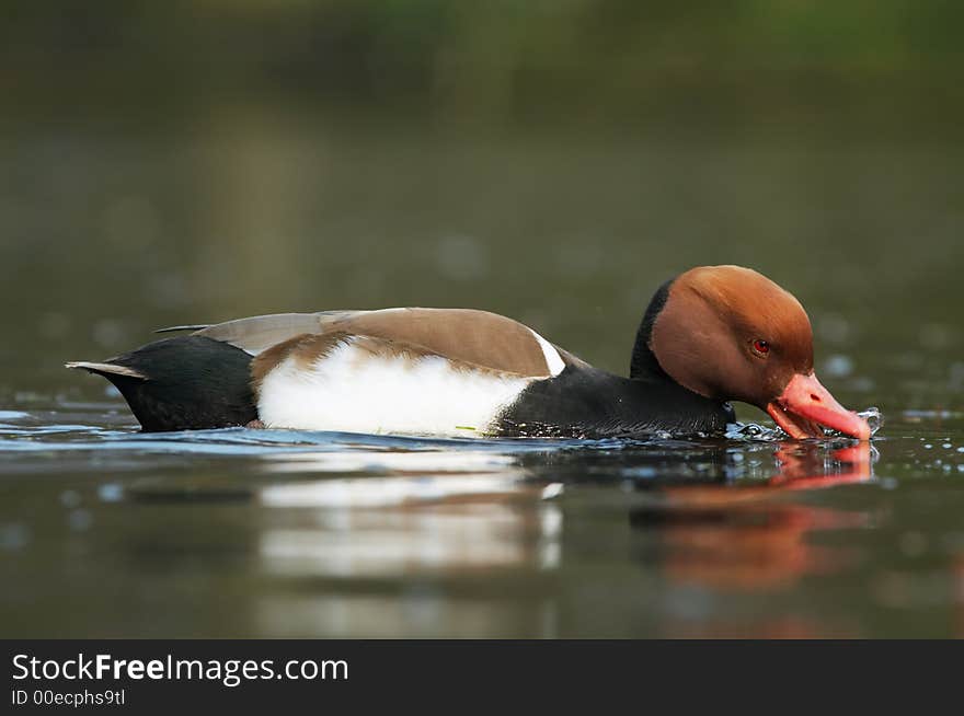 Close-up of a beautiful duck