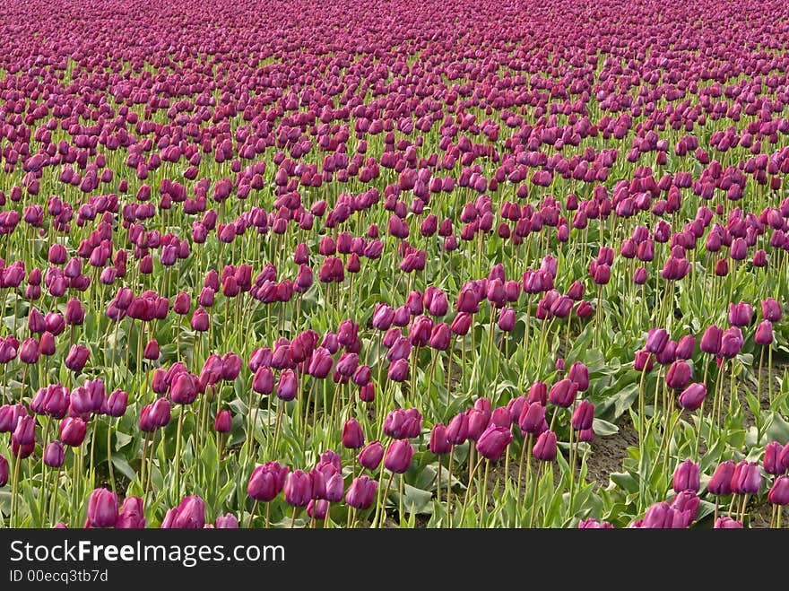 Purple tulip field in Skagit Valley, WA. Purple tulip field in Skagit Valley, WA