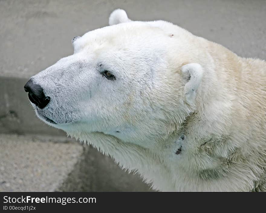 Polar Bear 5