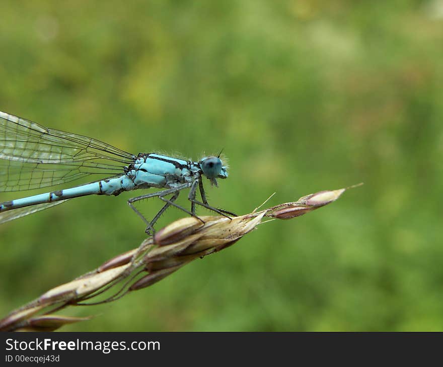 Dragonfly in forest, location east-belgium