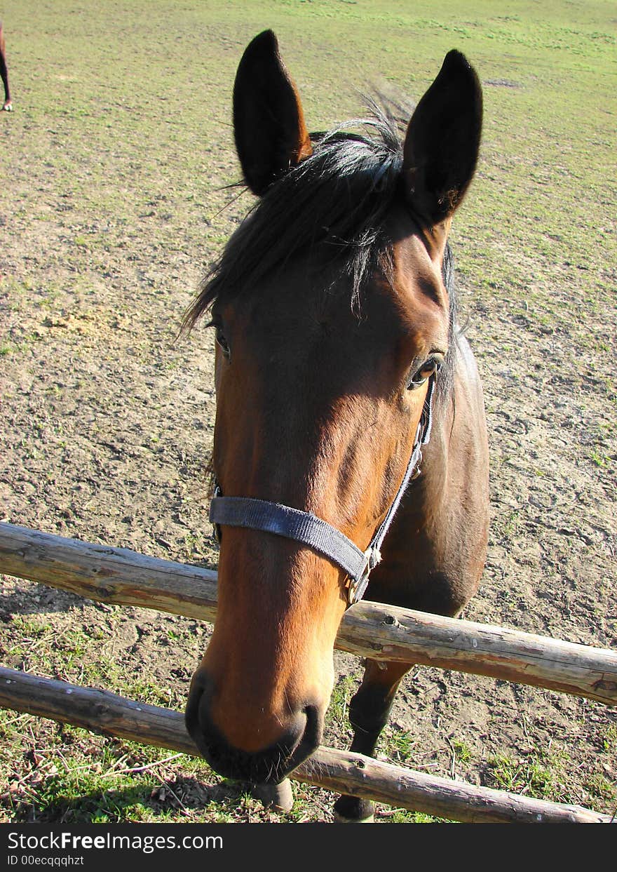 Close-up of a beautiful brown horse. Close-up of a beautiful brown horse