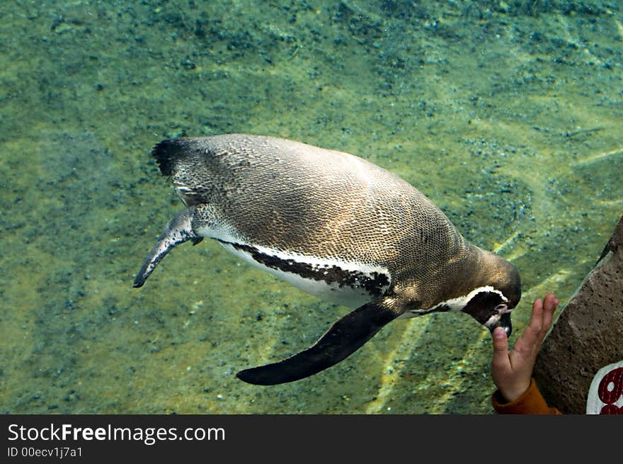 A penguin examines a boys hand pressed against the glass. A penguin examines a boys hand pressed against the glass