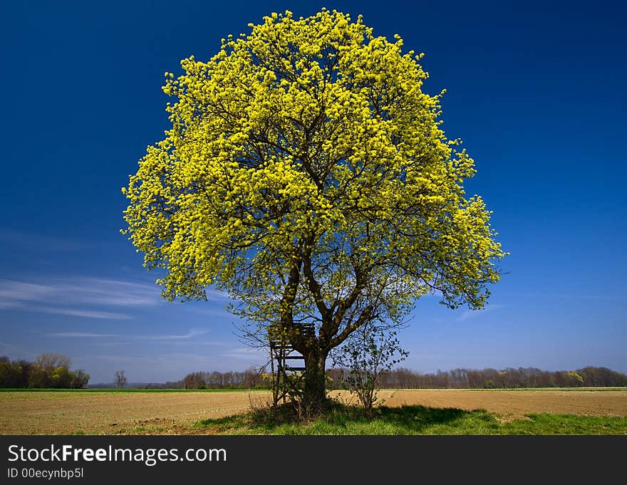 This tree is located in the fields near the city Bad Radkersburg (Styria/Austria). Shot with a Canon 10-22mm lens on an April afternoon in 2007. This tree is located in the fields near the city Bad Radkersburg (Styria/Austria). Shot with a Canon 10-22mm lens on an April afternoon in 2007.