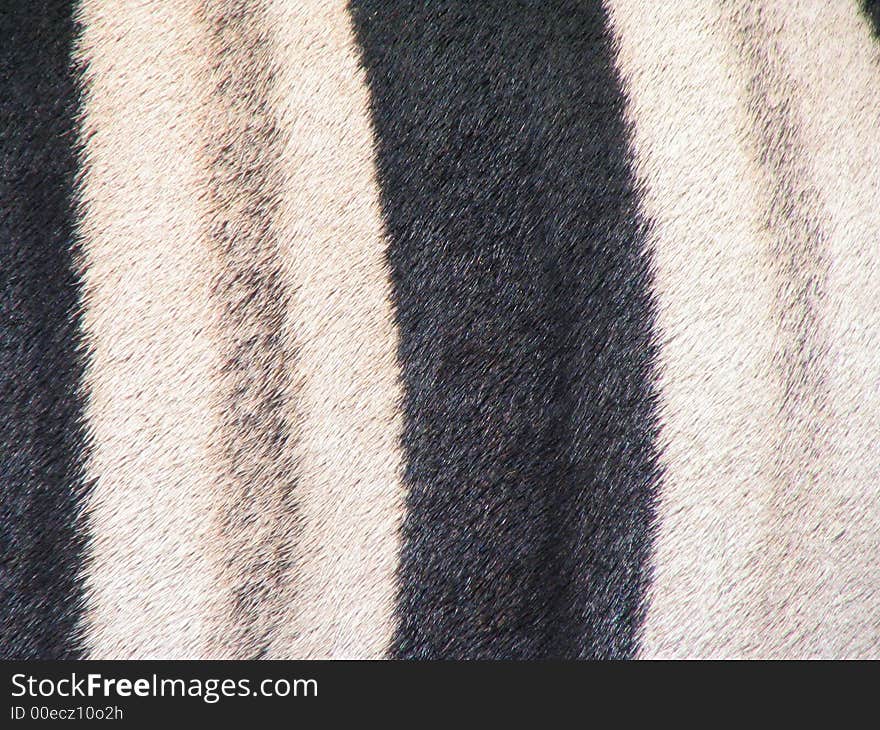 Black and white zebra skin fur texture. Black and white zebra skin fur texture