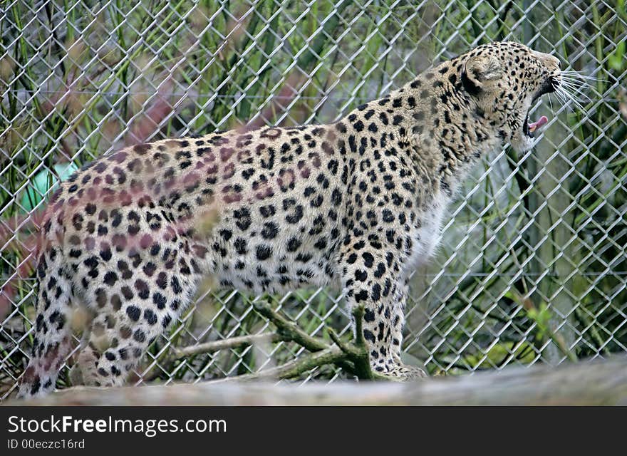 Persian Leopard 1