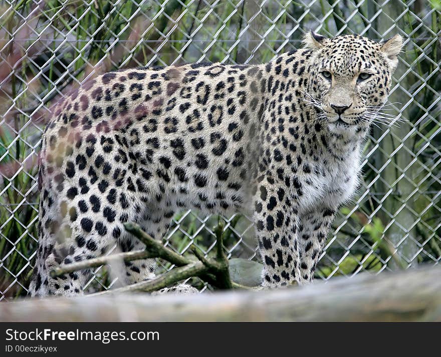 Persian Leopard 2