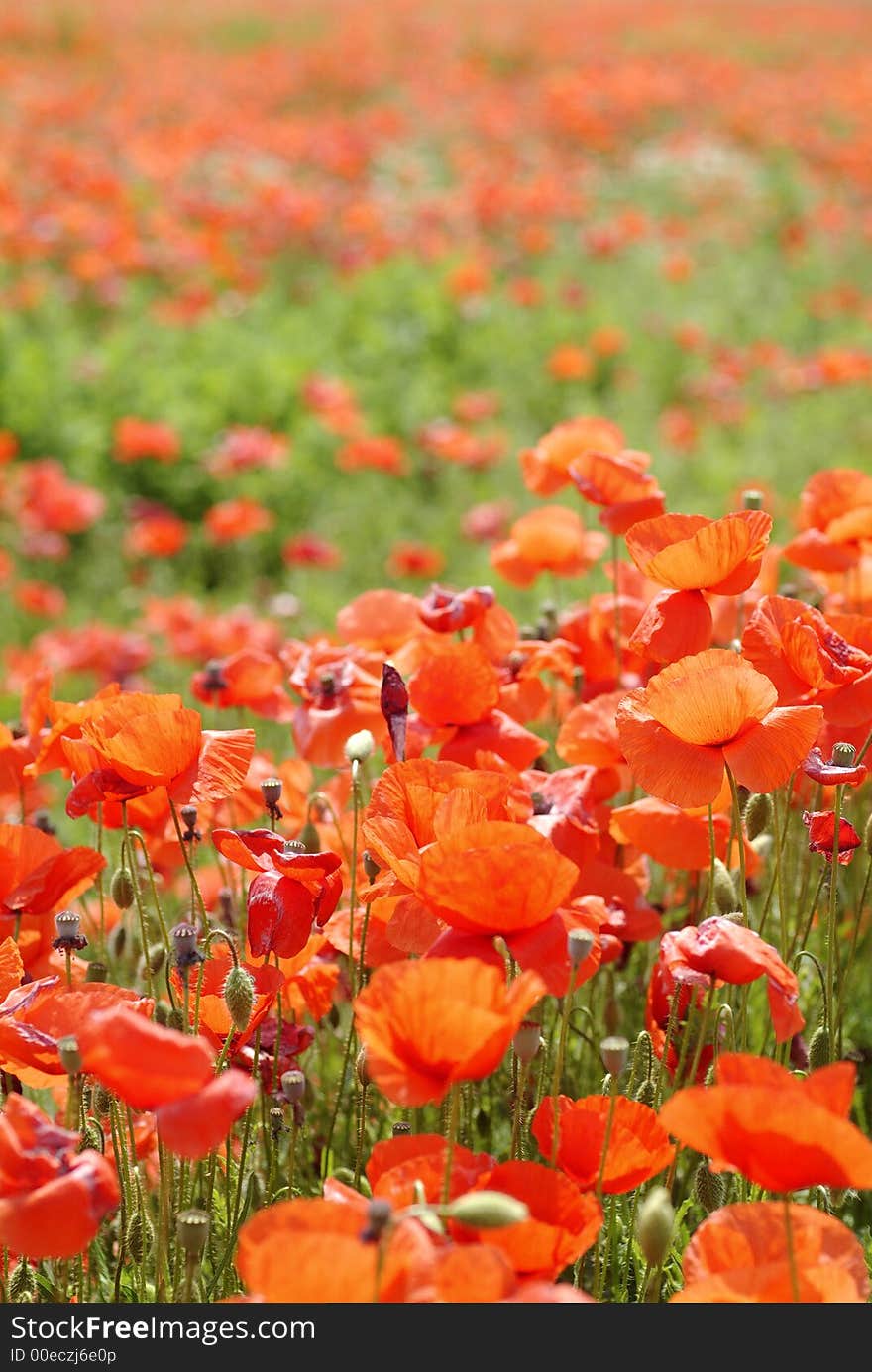 Red Poppies