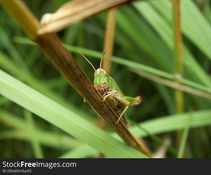 Grasshopper