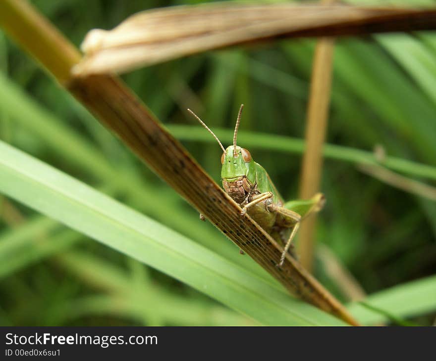 Grashopper in forest, east belgium. Grashopper in forest, east belgium