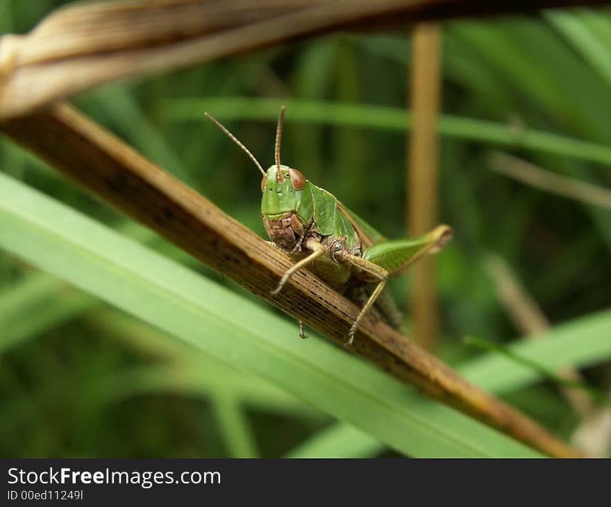 Grashopper in forest, east belgium. Grashopper in forest, east belgium