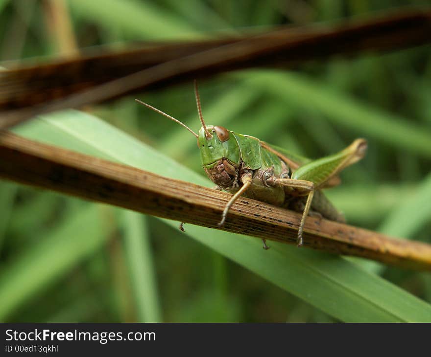 Grashopper in forest, east belgium. Grashopper in forest, east belgium