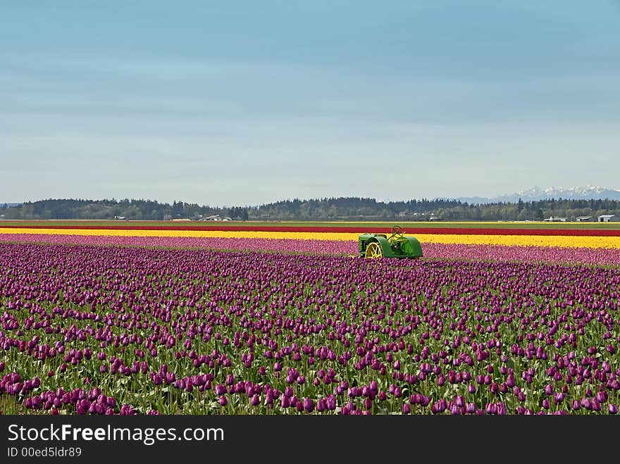 Old John Deere tractor in the tulips in Skagit Valley, WA. Old John Deere tractor in the tulips in Skagit Valley, WA