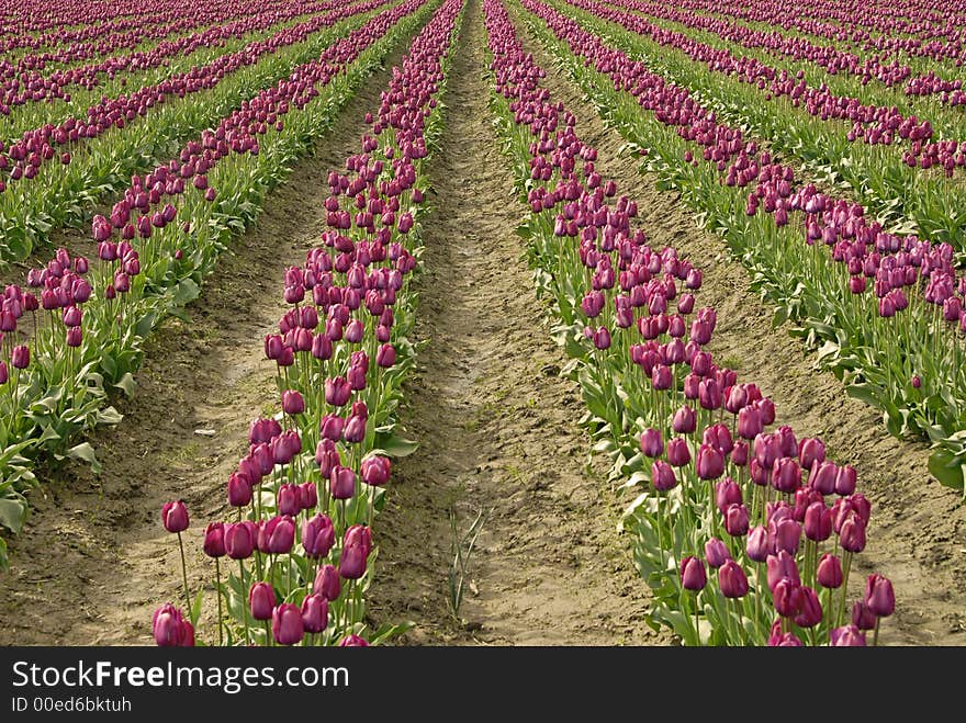 Rows of purple tulips in Skagit Valley, WA. Rows of purple tulips in Skagit Valley, WA