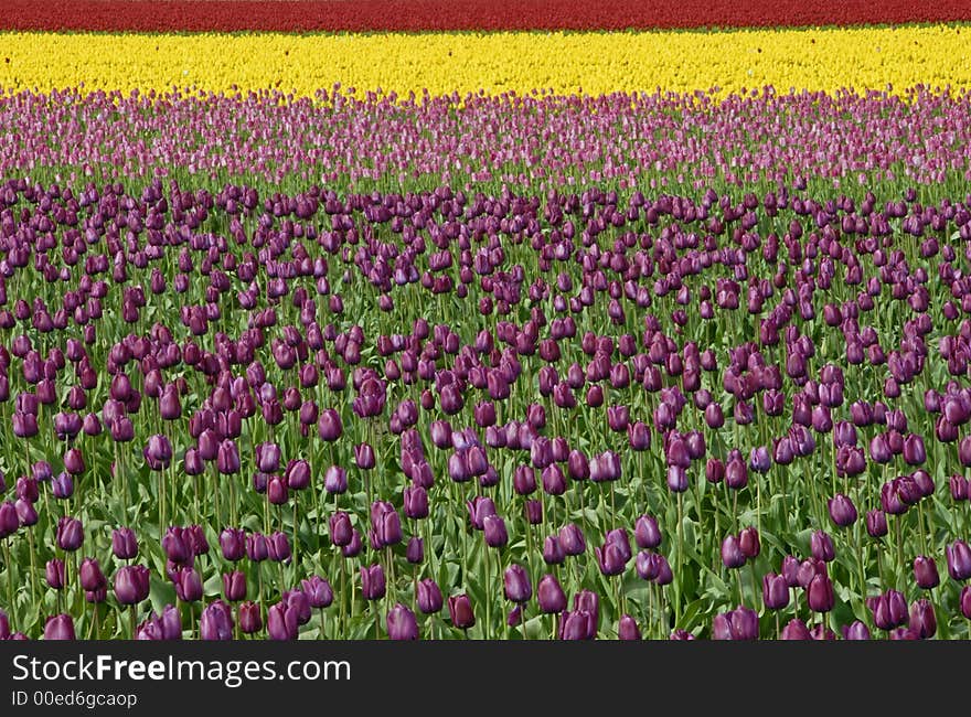 Tulips in a rainbow of colors in Skagit Valley, WA. Tulips in a rainbow of colors in Skagit Valley, WA