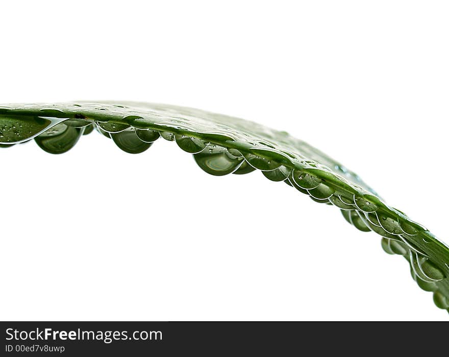 Water drops on a green plant leaf. Water drops on a green plant leaf