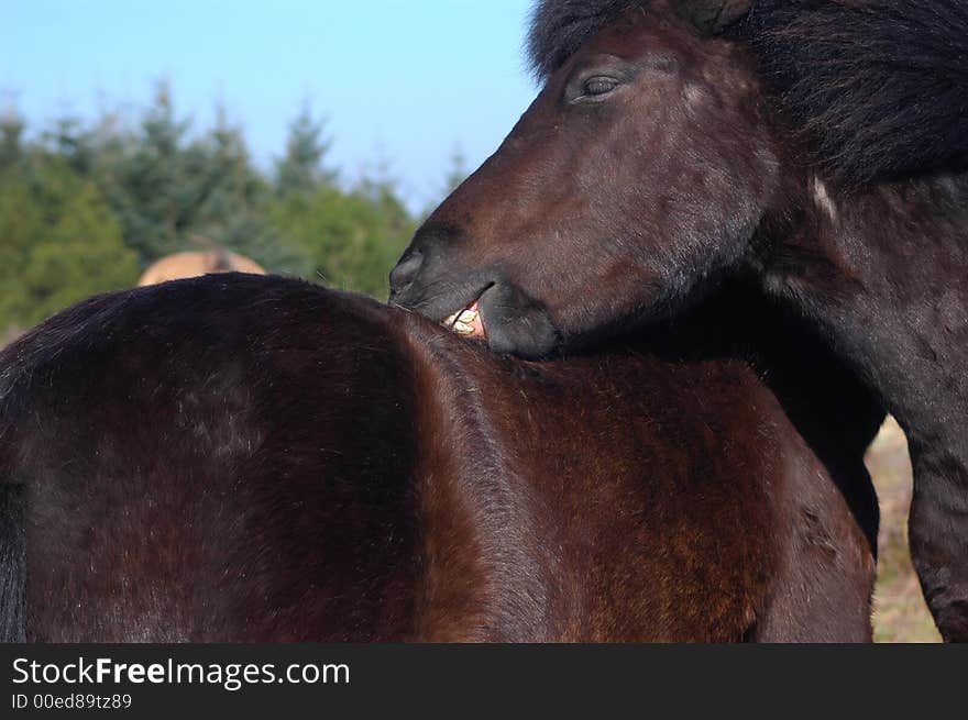 A close up of a pony grooming another with it's teeth getting rid of the winter coat. A close up of a pony grooming another with it's teeth getting rid of the winter coat.