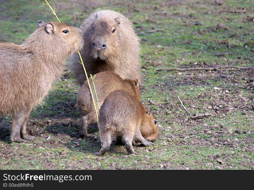 Male and Female Capybara with two young. Male and Female Capybara with two young.